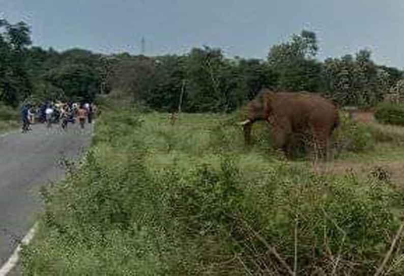 தேன்கனிக்கோட்டை அருகே கிராமத்துக்குள் புகுந்த காட்டுயானை