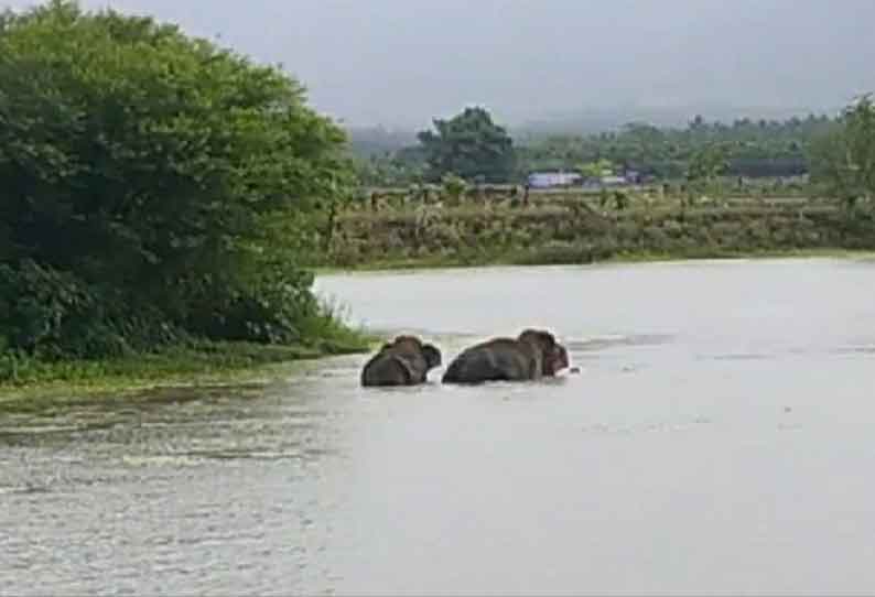 குளத்துக்குள் கும்மாளமிட்ட காட்டு யானைகள்