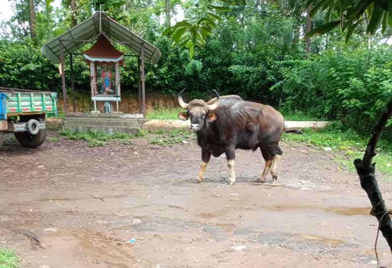 கூடலூர் அருகே குடியிருப்பு பகுதிக்குள் உலா வந்த  காட்டெருமை