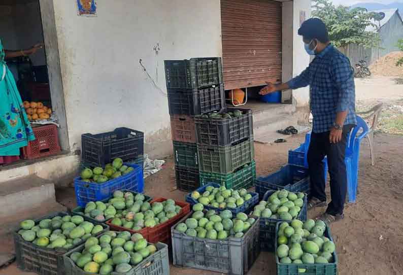 திண்டுக்கல்லில் ரசாயன திரவம் தெளித்து பழுக்க வைத்த 100 கிலோ மாம்பழங்கள் பறிமுதல்