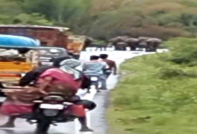 ஆசனூர் அருகே நெடுஞ்சாலையில் உலா வந்த யானை கூட்டம்- போக்குவரத்து பாதிப்பு