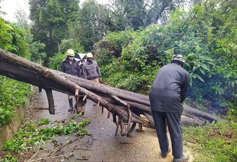 நீலகிரியில் பலத்த மழை; சாலையில் மரங்கள் முறிந்து விழுந்தன