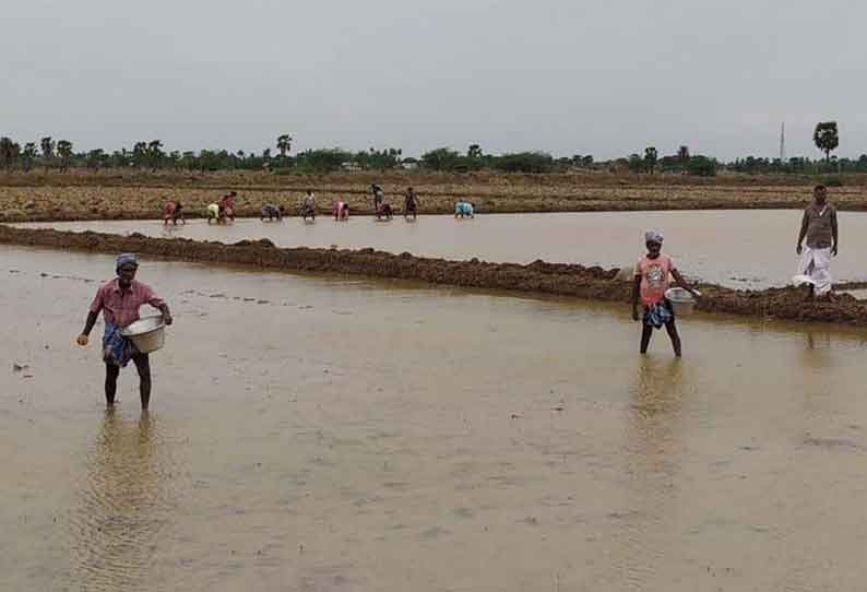 அணைகள் திறப்பு எதிரொலி: திருக்குவளையில், குறுவை சாகுபடியில் விவசாயிகள் மும்முரம் தூர்வாரும் பணிகளை விரைந்து முடிக்க வலியுறுத்தல்