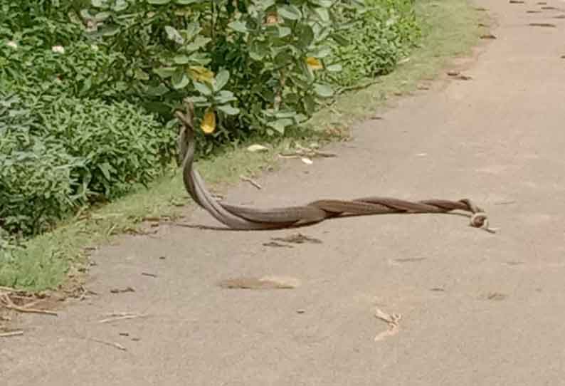 ஒரே இடத்தில் பின்னி பிணைந்து நடனமாடிய பாம்புகள்