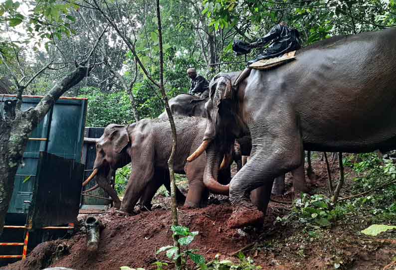 கூடலூர் பகுதியில் பிடிபட்ட காட்டு யானை மரக்கூண்டில் அடைப்பு