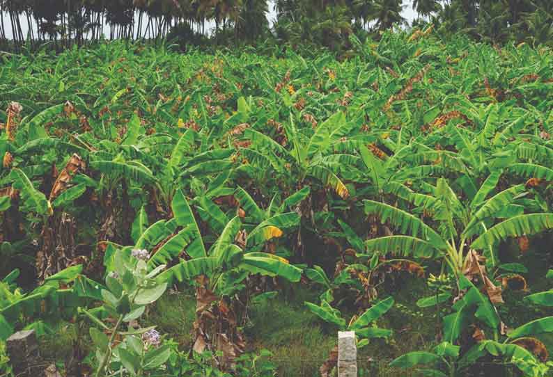 குமரலிங்கம் பகுதியில் ஊரடங்கால் விற்பனை முடங்கியதால் வாழை இலைகளை விற்பனை செய்ய முடியாமல் விவசாயிகள் கடும் இழப்பை சந்தித்துள்ளனர்.