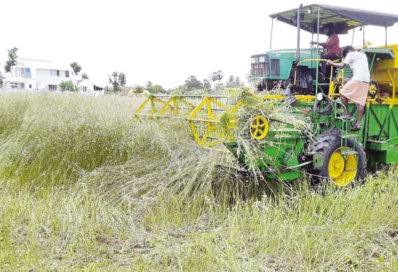 Intensity Of Hemp Crop Harvesting Work In Vedaranyam வ த ரண யத த ல சணல பய ர அற வட பண த வ ரம