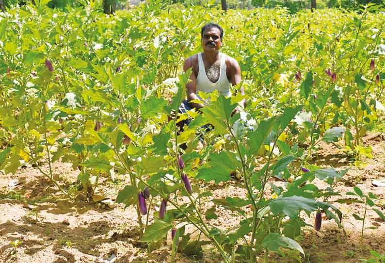 தோட்டத்திலேயே அழுகி வீணாகும் கத்தரிக்காய்கள் - விவசாயிகள் கவலை