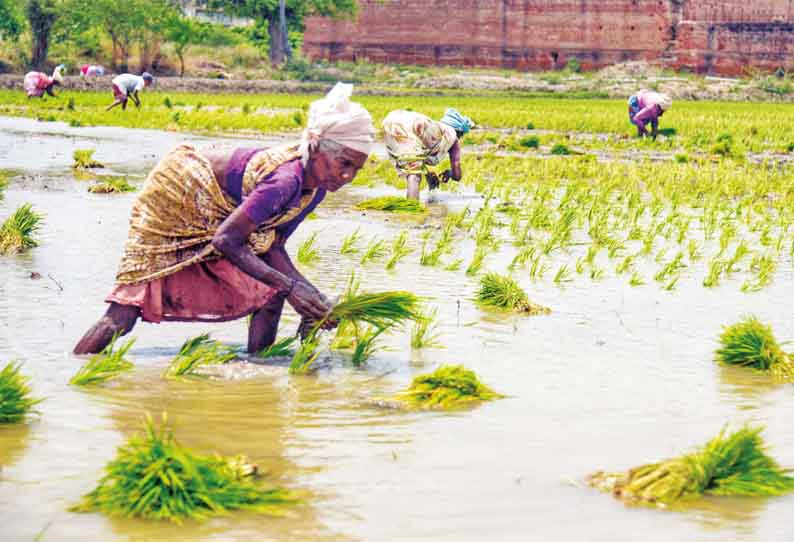 ஆற்றங்கரையோர பகுதிகளில் நடவு பணிகள் தீவிரம்