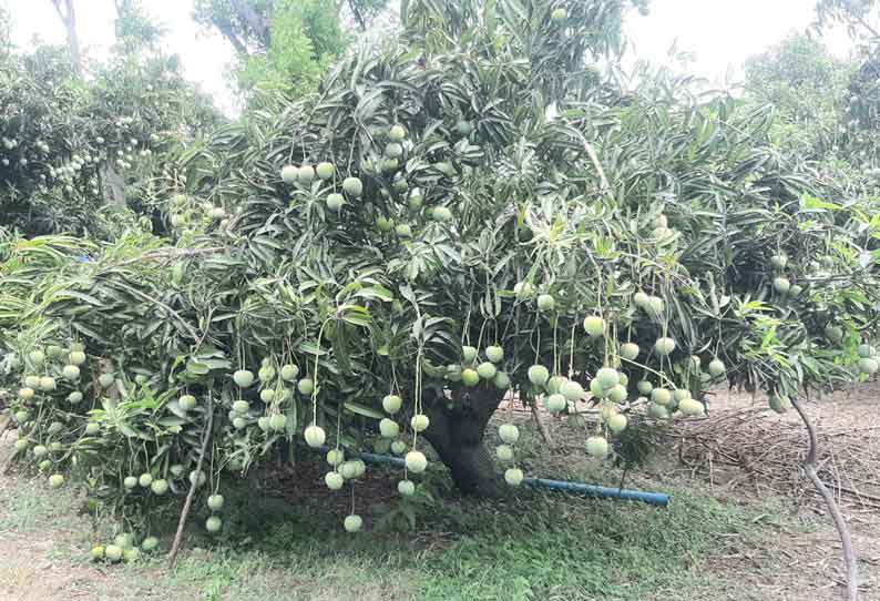 கீழையூர் பகுதியில் மாங்காய் விளைச்சல் அமோகம்