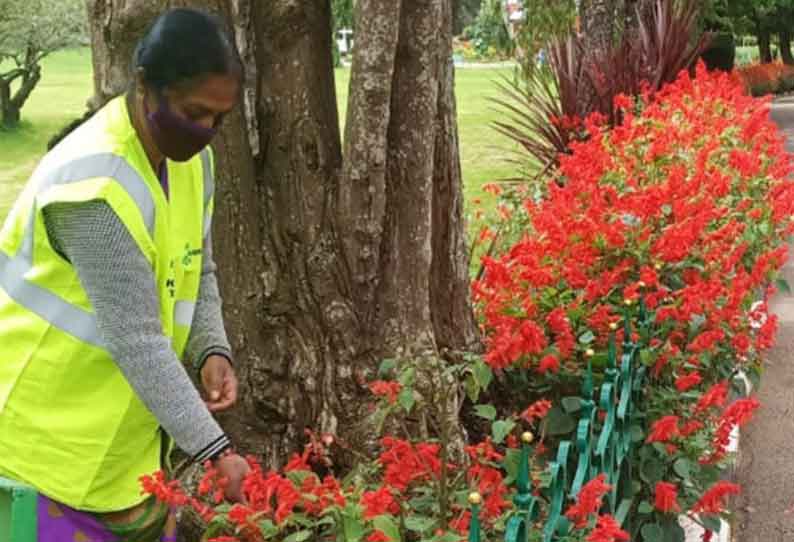 மலர் செடிகளில் இருந்து விதைகள் சேகரிக்கும் பணி