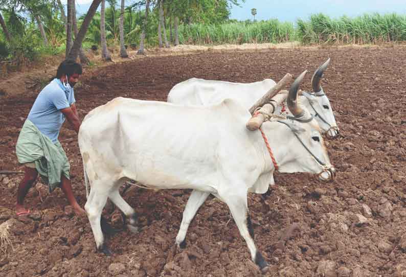 குமரலிங்கம் பகுதியில் சிறப்புப் பட்டத்தில் கரும்பு சாகுபடி செய்வதில் விவசாயிகள் ஆர்வம் காட்டி வருகின்றனர்.