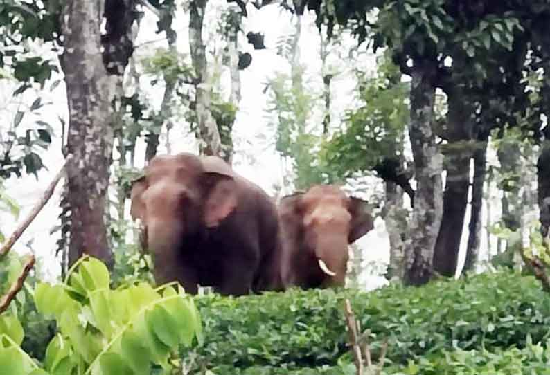 கூடலூர் அருகே ஊருக்குள் புகுந்த காட்டுயானைகள்