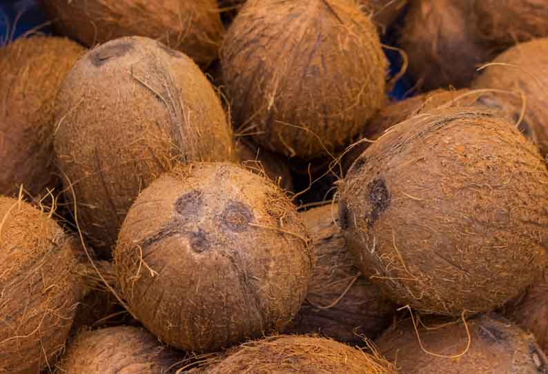 ஒழுங்குமுறை விற்பனை கூடத்தில் தேங்காய் மறைமுக ஏலம்