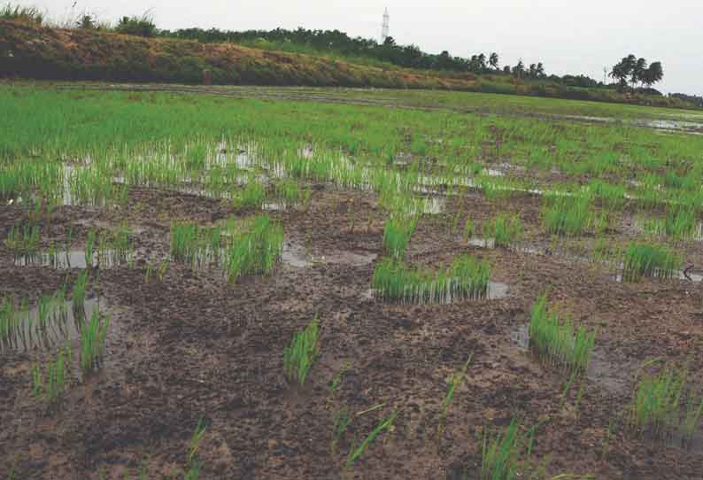 மடத்துக்குளம் பகுதியில் மழையால் நெற்பயிர்கள் பாதிக்கப்பட்டுள்ளதால் விவசாயிகள் வேதனையடைந்துள்ளனர்.