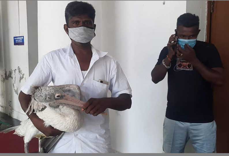 காயத்துடன் தவித்த வெளிநாட்டு பறவை 202106192215470059_Exotic-bird-with-injury_SECVPF