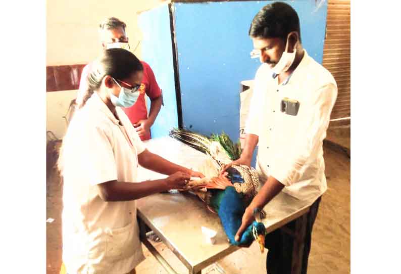 ஸ்ரீமுஷ்ணத்தில் தோப்புக்குள் வசித்த மயிலுக்கு காய்ச்சல் கொரோனாவா? டாக்டர் விளக்கம்