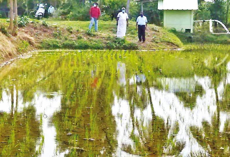 கொள்ளிடம் பகுதியில் விதைப்பு கருவி மூலம் குறுவை சாகுபடி - வேளாண் உதவி இயக்குனர் ஆய்வு