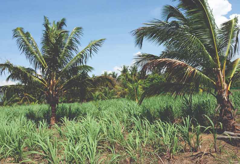 குமரலிங்கம் பகுதியில் தென்னையில் ஊடுபயிராக கரும்பு சாகுபடி செய்வதில் விவசாயிகள் ஆர்வம் காட்டி வருகின்றனர்.