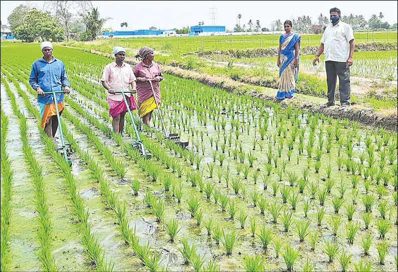 பூந்தமல்லி வட்டாரத்தில் எந்திர முறையில் நெல் நடவு பணி தொடக்கம்