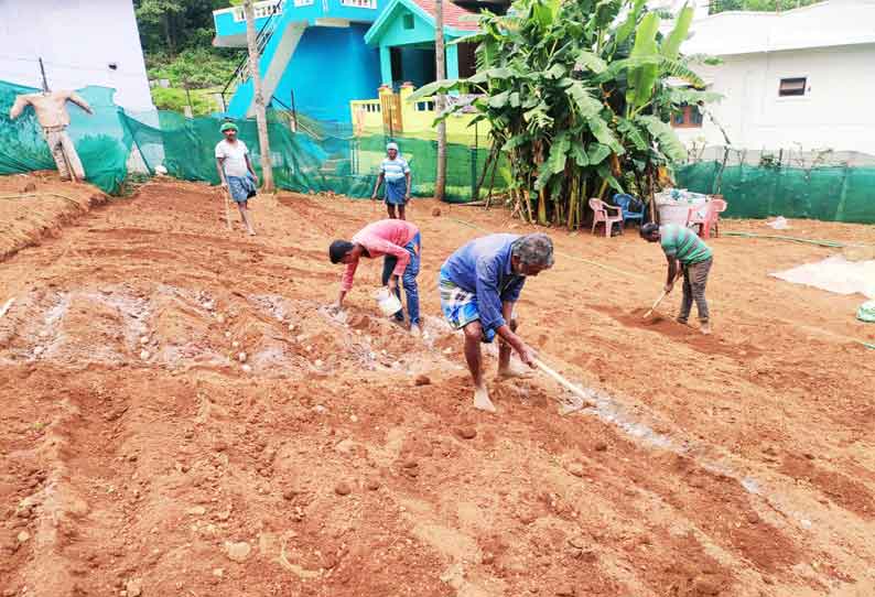 கோத்தகிரியில் உருளைக்கிழங்கு சாகுபடியில் விவசாயிகள் தீவிரம்