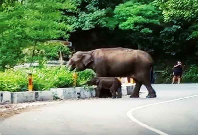 கோத்தகிரி-மேட்டுப்பாளையம் சாலையில் குட்டியுடன் காட்டு யானை உலா