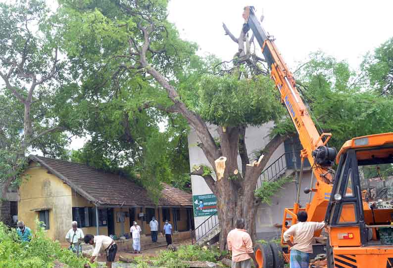 சாலை பணிக்காக மரங்கள் வெட்டி அகற்றம்