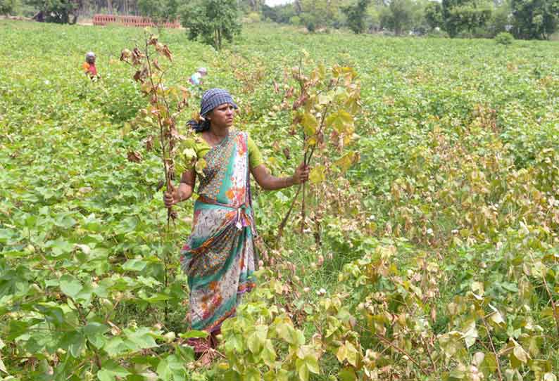 கும்பகோணம் பகுதிகளில் பருத்தி செடிகளில் மஞ்சள் தேமல் நோய் தாக்குதல் அதிகரிப்பு விவசாயிகள் வேதனை