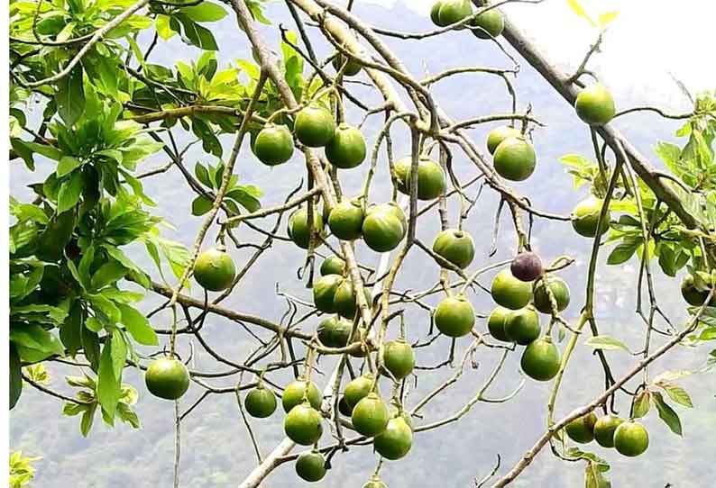 பட்டர்புரூட் விலை வீழ்ச்சி