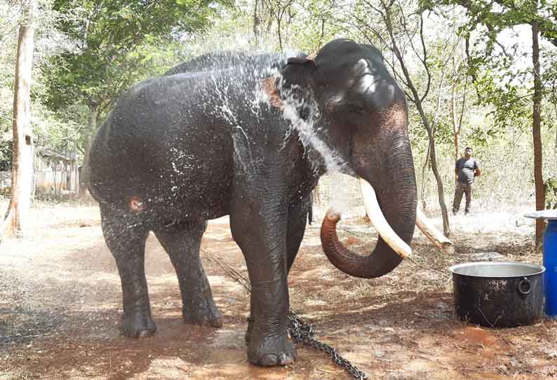 பாகுபலி யானையை பிடிக்க மேலும் ஒரு கும்கி யானை மேட்டுப்பாளையம் வந்தது.