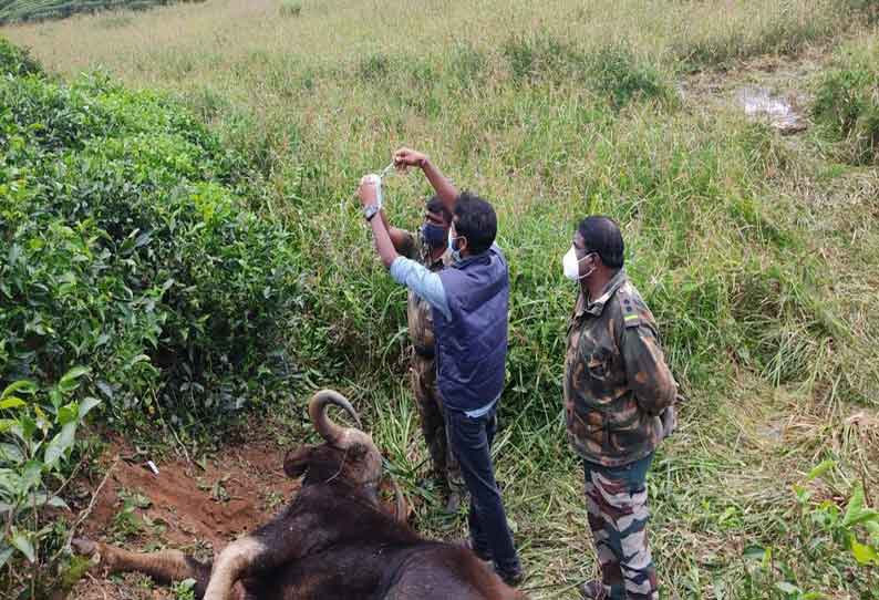 வால்பாறையில் உடல்நலம் பாதித்த காட்டெருமைக்கு சிகிச்சை