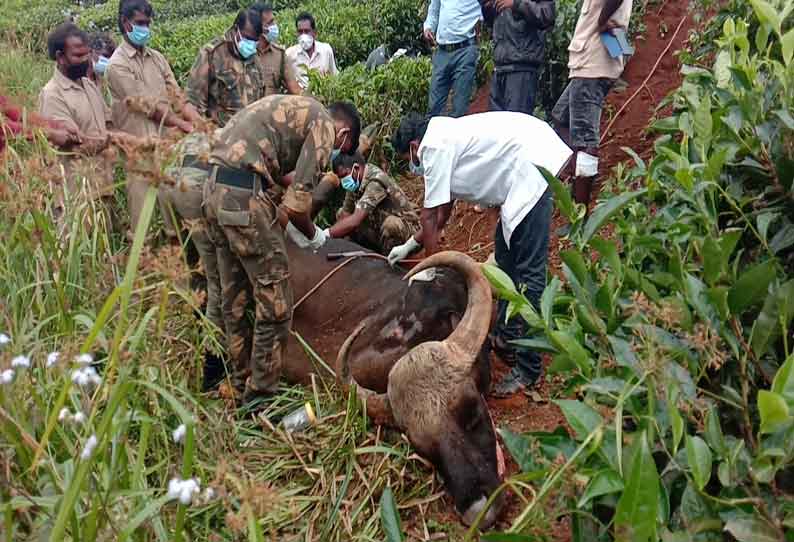 வால்பாறையில் உடல்நலம் பாதிக்கப்பட்ட காட்டெருமை சாவு