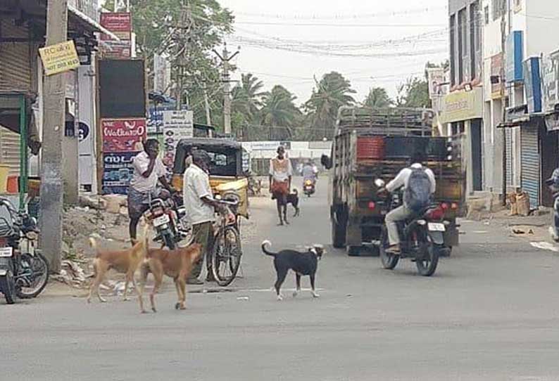 ரோட்டில் சுற்றித் திரியும் நாய்கள்