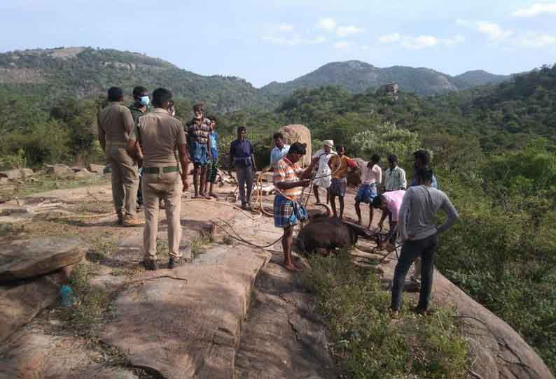 வனப்பகுதியில் தண்ணீர் குடிக்க சென்ற காட்டெருமை பாறை மீது தவறி விழுந்து செத்தது