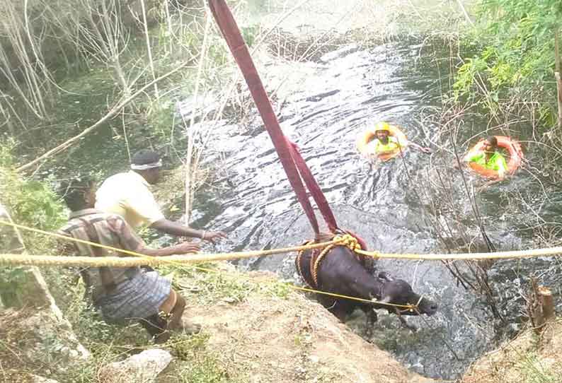 கிணற்றில் விழுந்த எருமை மாடு மீட்பு