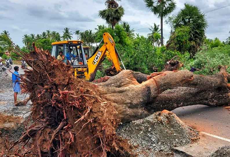 விருத்தாசலத்தில் சாலை விரிவாக்க பணி: 150 ஆண்டுகள் பழமையான இலுப்பை மரம் வேரோடு அகற்றம் 114 மரங்களை வெட்டி அகற்ற முடிவு