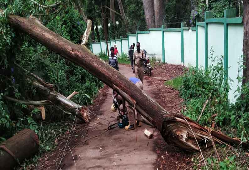 சாலையில் மரம் விழுந்து போக்குவரத்து பாதிப்பு