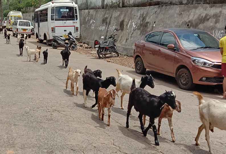 வால்பாறையில் சாலையில் கால்நடைகள் நடமாட்டம் அதிகரிப்பு