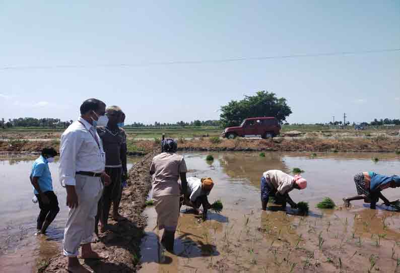 நெல் சாகுபடியில் அதிக மகசூல் பெறும் தொழில்நுட்பம்- வேளாண்மை உதவி இயக்குனர் தகவல்