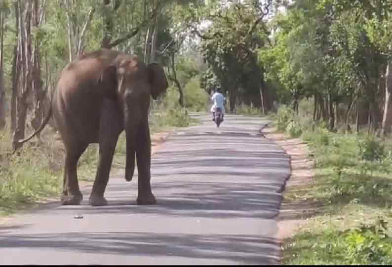 தாளவாடியில் மோட்டார்சைக்கிளில் சென்றவரை துரத்திய ஒற்றை யானை