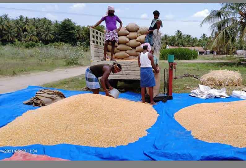 மக்காச்சோள விலை உயர்வு