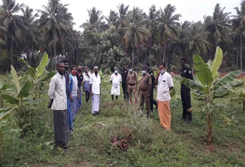 கிணத்துக்கடவு அருகே காட்டு பன்றிகளால் சேதமடைந்த பயிர்களை வனத்துறையினர் பார்வையிட்டனர்.