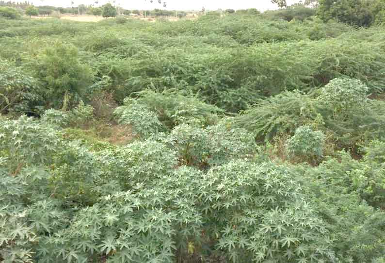 பள்ளப்பட்டி நங்காஞ்சி ஆற்றில் வளர்ந்துள்ள சீமை கருவேல மரங்களால் குடிநீர் தட்டுப்பாடு