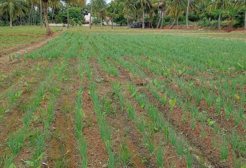 கீழ்பவானி பாசன பகுதியில் மஞ்சளின் ஊடுபயிராக சின்ன வெங்காயம் சாகுபடி செய்வதில் விவசாயிகள் ஆர்வம்