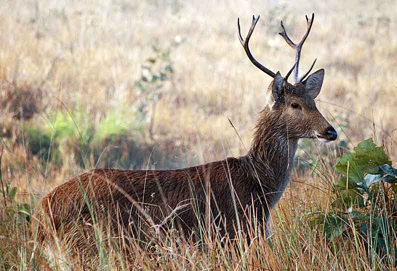 வண்டலூர் உயிரியல் பூங்காவில் 2 குட்டிகளை ஈன்ற சதுப்பு நில மான்