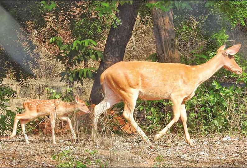 வண்டலூர் உயிரியல் பூங்காவில் 2 குட்டிகளை ஈன்ற சதுப்பு நில மான்