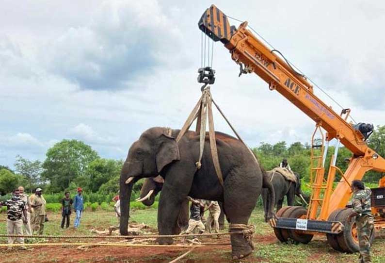 அட்டகாசம் செய்து வந்த காட்டுயானை பிடிபட்டது