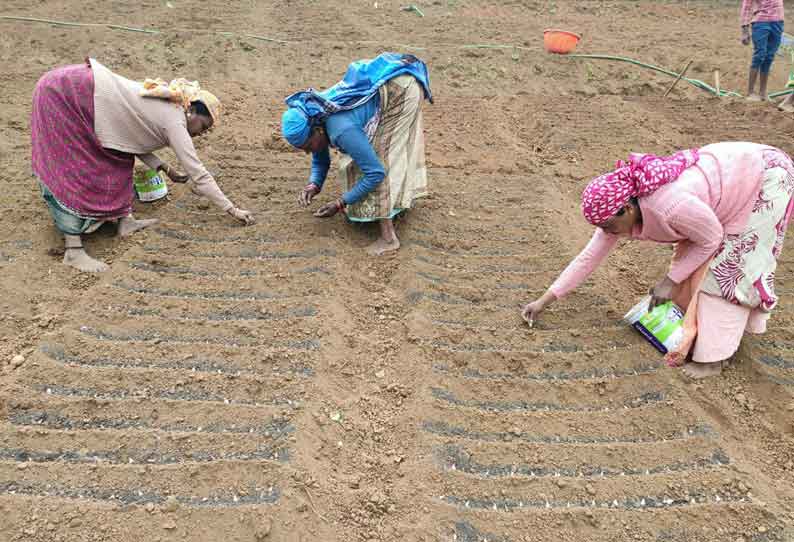 பூண்டு சாகுபடியில் விவசாயிகள் ஆர்வம்