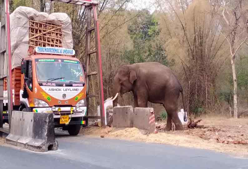 காரப்பள்ளம் சோதனை சாவடியில் கரும்பு லாரியை எதிர்பார்த்து காத்து நின்ற ஒற்றை யானை