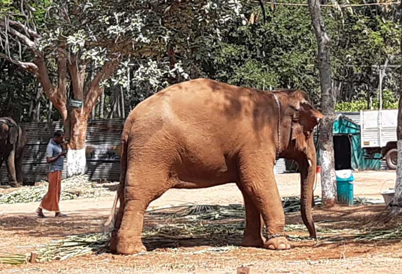 பராமரிக்க ஆளின்றி தவிக்கும் ஸ்ரீவில்லிப்புத்தூர் கோவில் யானை